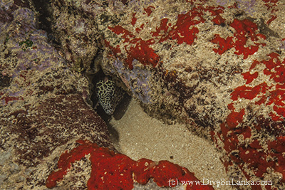 Moray Eel
